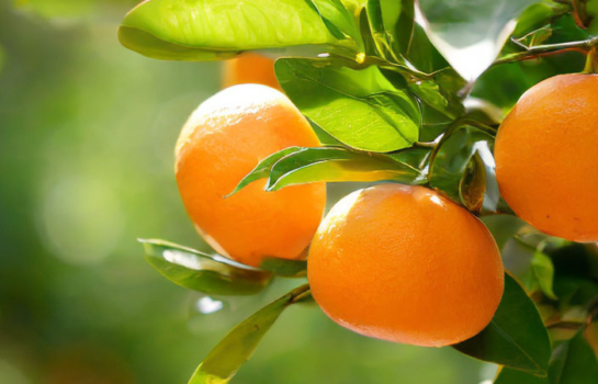 Orange Juice Concentrate 65Brix